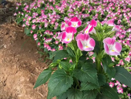 不同種類花卉對肥料的需求有哪些差異？